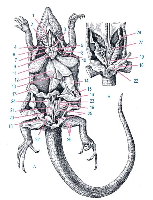 Топография внутренних органов ящерицы. Внутреннее строение ящерицы. Внутренние органы прыткой ящерицы. Внутреннее строение прыткой ящерицы.