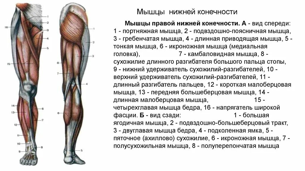 Мышцы нижней конечности вид спереди. Мышцы нижней конечности анатомия спереди. Правая нога бедро мышцы