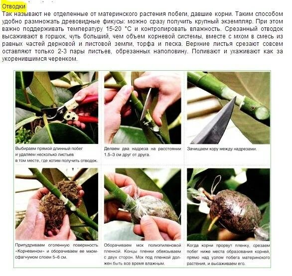 Как размножить фикус пошагово. Фикус каучуконосный размножение отводками. Черенки фикуса каучуконосного. Черенкование фикуса каучуконосного. Размножение фикуса каучуконосного воздушными отводками.