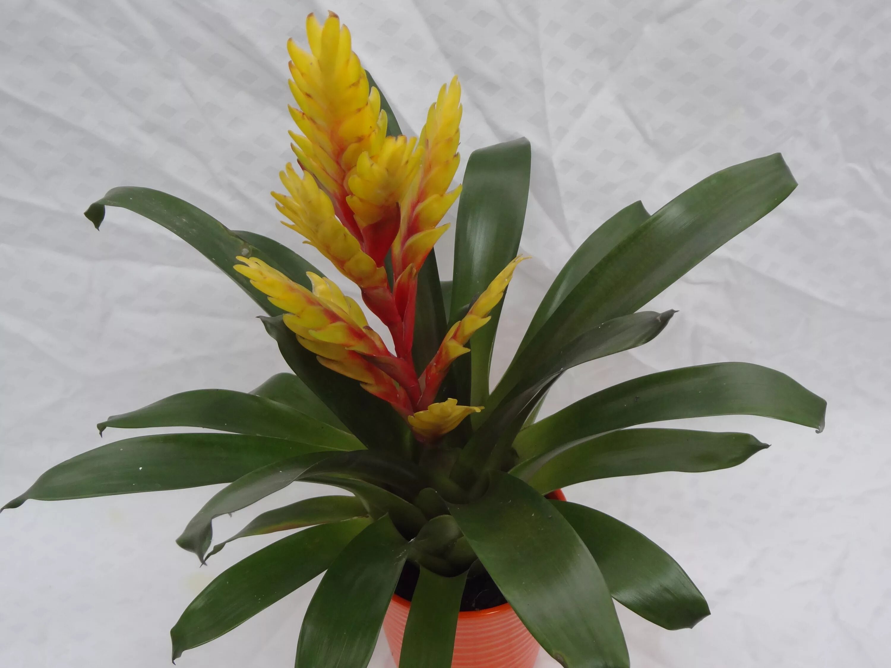 цветок вриезия фото. вриезия микс. вриезия королевская. вриезия эра цветок. цветок вриезия фото.