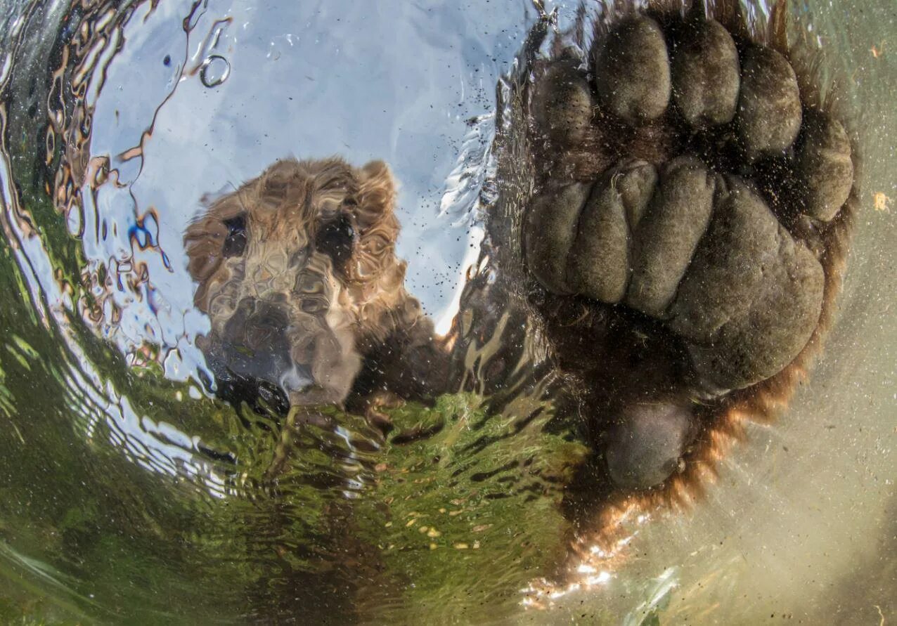 Медведь в воде. Медведь в дикой природе. Natural geographic