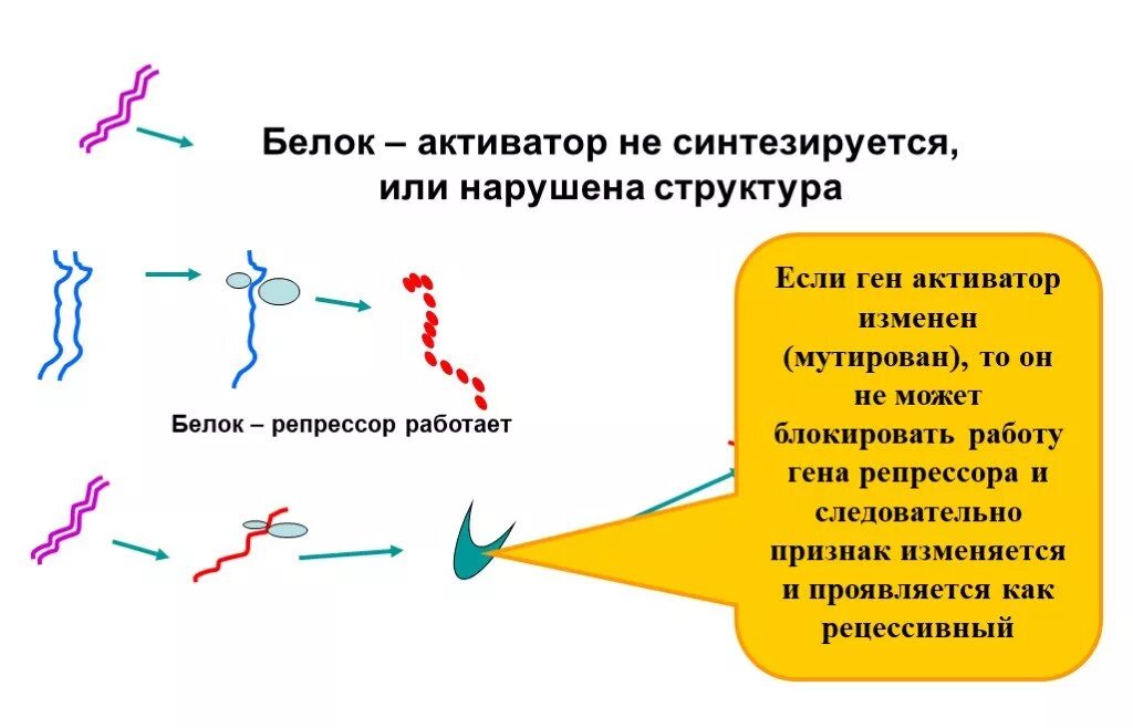 Белки активаторы. Белки репрессоры и активаторы. Белок активатор. Белок активатор и белок репрессор. Ген репрессор.