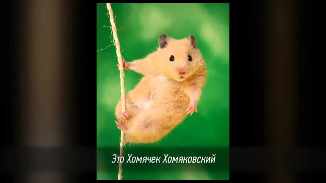 Хомяки видят в темноте. Как видят хомяки. как видит хомяк человека.