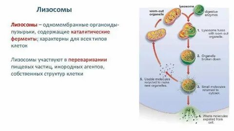 Лизосомы таблица по биологии