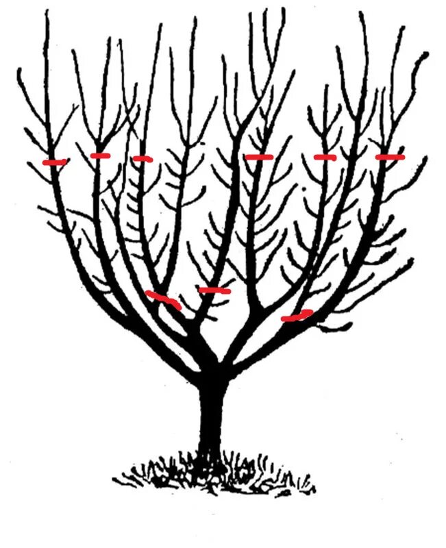 Когда весной можно обрезать плодовые. Чашевидная крона яблони. Чашевидная формировка яблони. Формирование чашевидной кроны яблони.