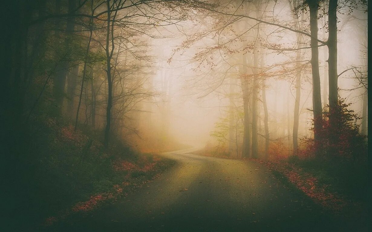 The trees fall across the road. Туманный лес с дорогой. Лес туман дорога. Дорога в тумане. Туманная дорога в лесу.