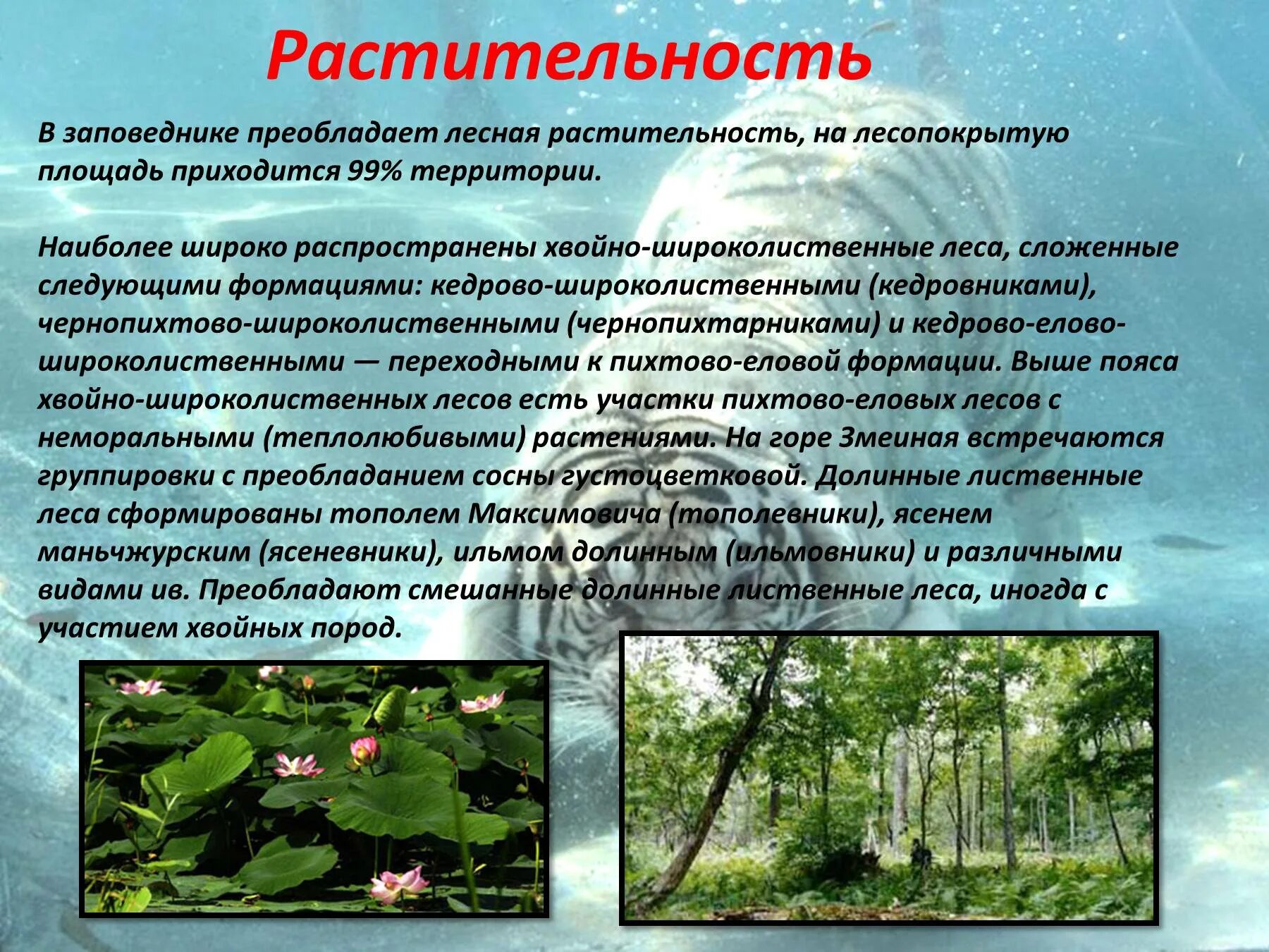 Преобладание хвойной растительности. Заповедник Уссурийский заповедник. Уссурийский заповедник растительность. Уссурийский заповедник презентация. Природные условия Уссурийского заповедника.