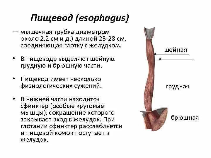 Презентация "Топографическая анатомия пищевода" - скачать проект
