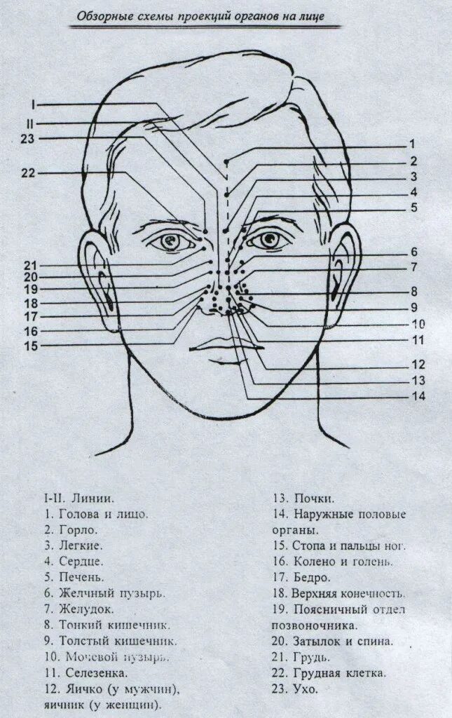 Какая часть лица