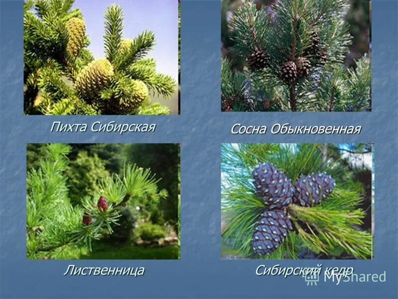 Ель сосна пихта кедр и лиственница. Ель сосна кедр пихта.