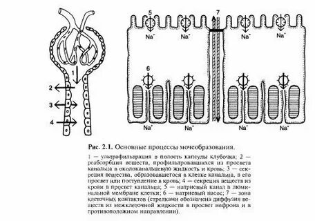 Процессы происходящие в канальцах почек