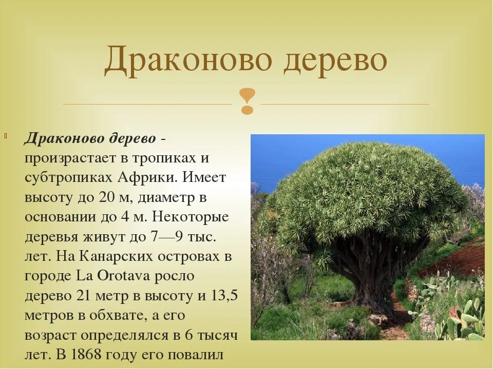 Какое растение является эндемичным для южной америки