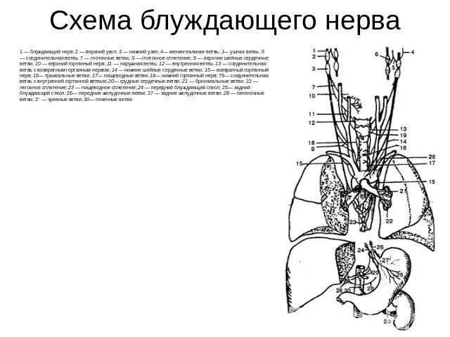 Блуждающий нерв рисунок. Блуждающий нерв схема строения. Блуждающий нерв анатомия схема. Блуждающий нерв топография схема. Блуждающий нерв ветви схема.