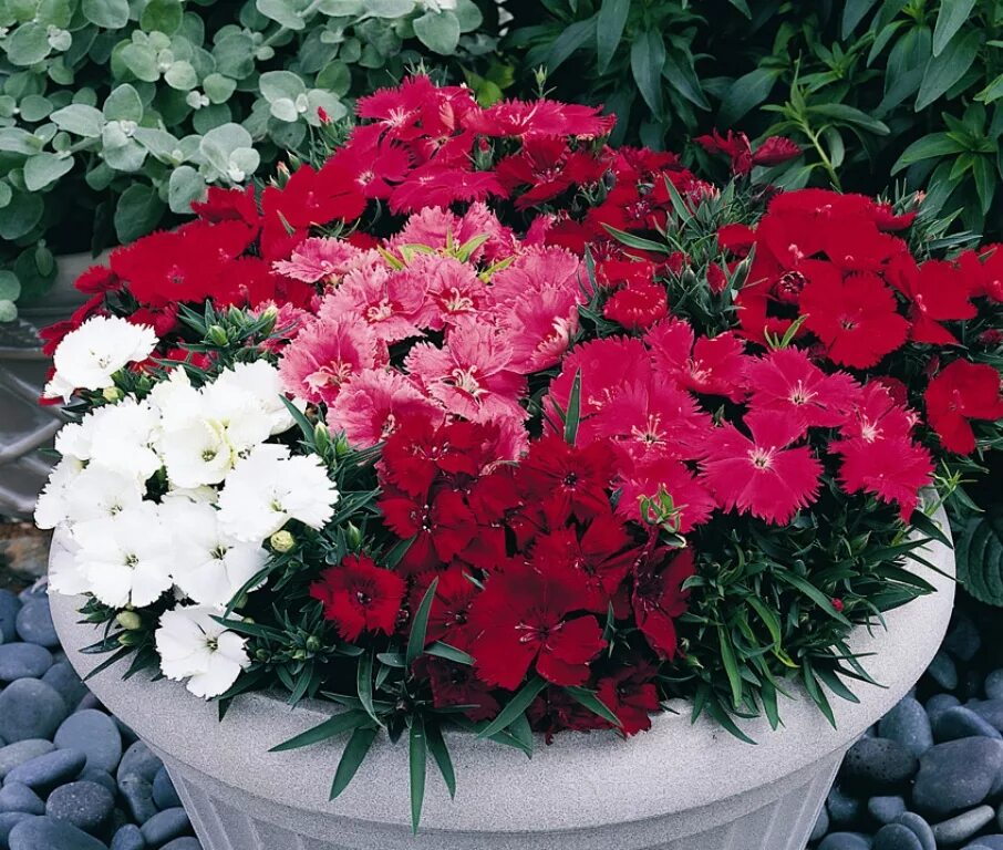 Гвоздика китайская микс. Гвоздика китайская махровая микс. Dianthus chinensis гвоздика китайская. Гвоздика китайская выращивание из семян рассадой