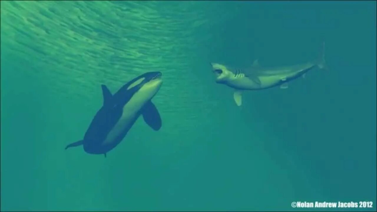 Белая акула против. Orca Killer Whale vs great White Shark the. Касатка против белой акулы. Дельфин против акулы. Orca great White Shark.