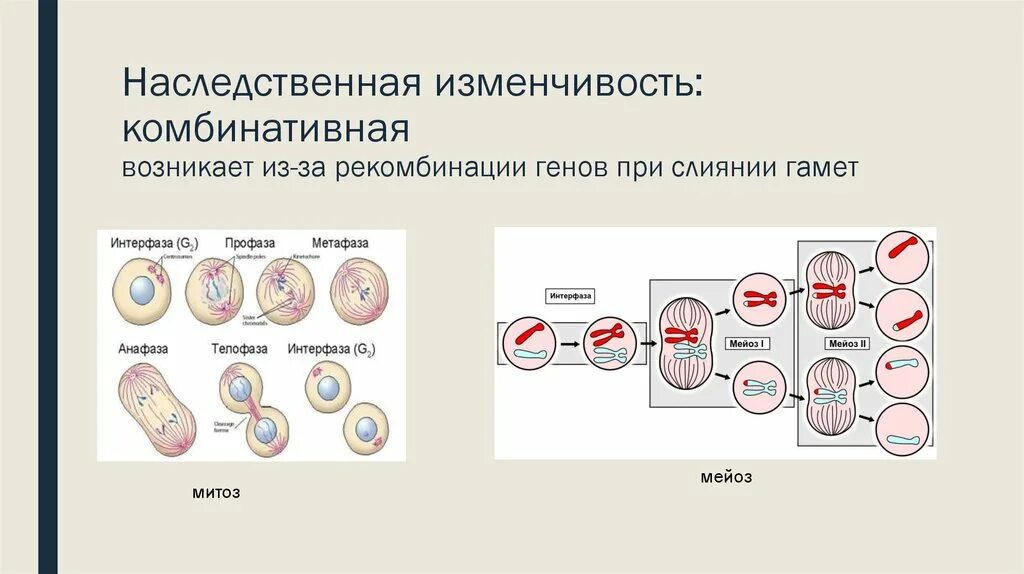 Появление новых сочетаний генов. Комбинативная изменчивость мейоз. Основы комбинативной изменчивости. Примеры комбинативной изменчивости. Комбинативная наследственная изменчивость.