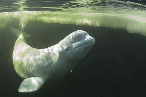 Кто обитает в белом море