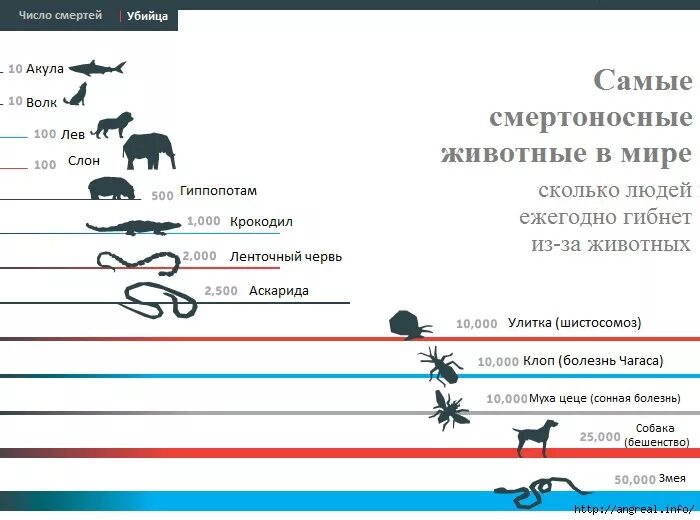 Сколько лет гиб. Статистика смертей от животных. Статистика нападения животных. Сколько животные убивают в год. Статистика смертей от собак.