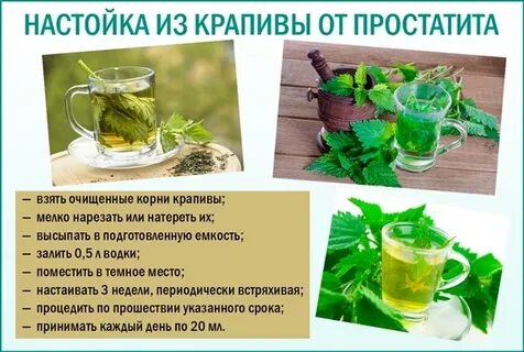 Можно ли пить крапиву