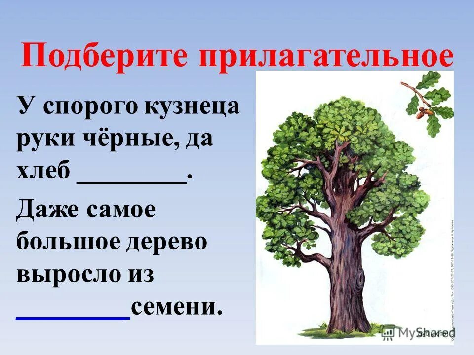 Предложение недалеко от дома росло дерево. Дерево прилагательное. Даже большое дерево выросло из. Пословица даже самое большое дерево выросло из маленького. Прилагательные к дереву.