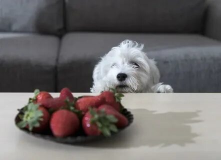Cherry dog