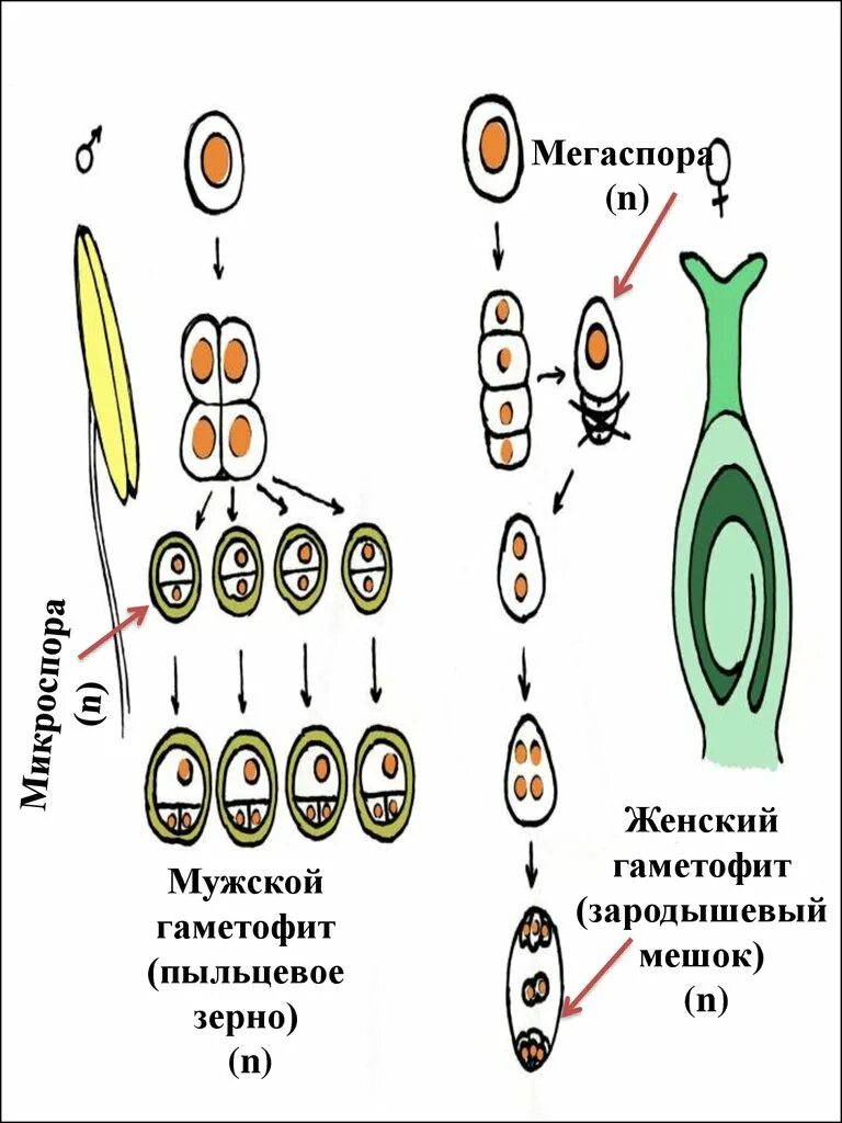 Микроспоры и мегаспоры. Мужской гаметофит цветковых. Строение мужского гаметофита. Мужской гаметофит покрытосеменных представлен. Клетки гаметофита имеют набор хромосом