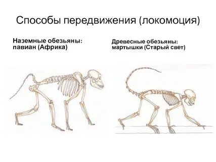 Строение обезьяны