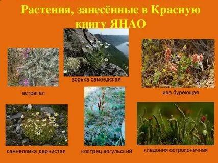 Книга тундры