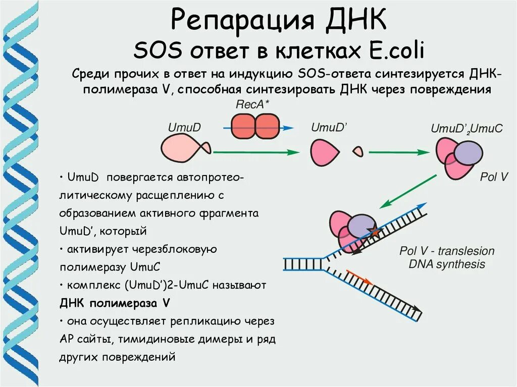 Сайт москва днк. Эндонуклеаза репарация. Молекулярные механизмы репарации ДНК. Репарация нуклеиновых кислот. Репарация ДНК схема процесса.