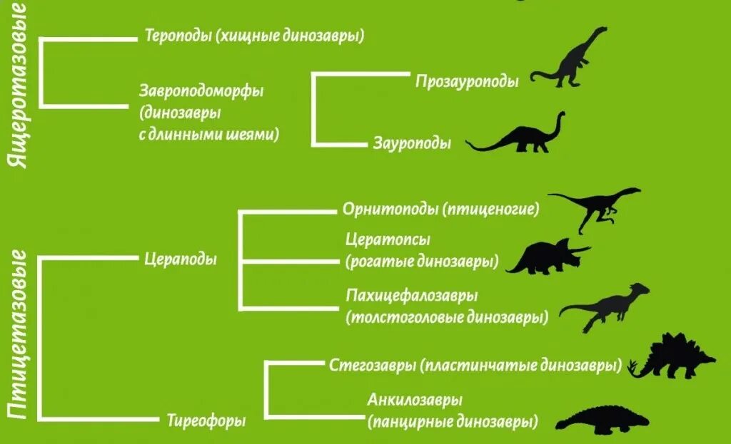 Определите последовательность групп животных