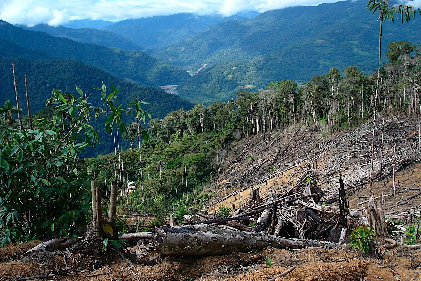 Обезлесение тропических лесов Африки. Вырубка лесов центральной Америки. Уничтожение тропических лесов. Вырубка тропических лесов.