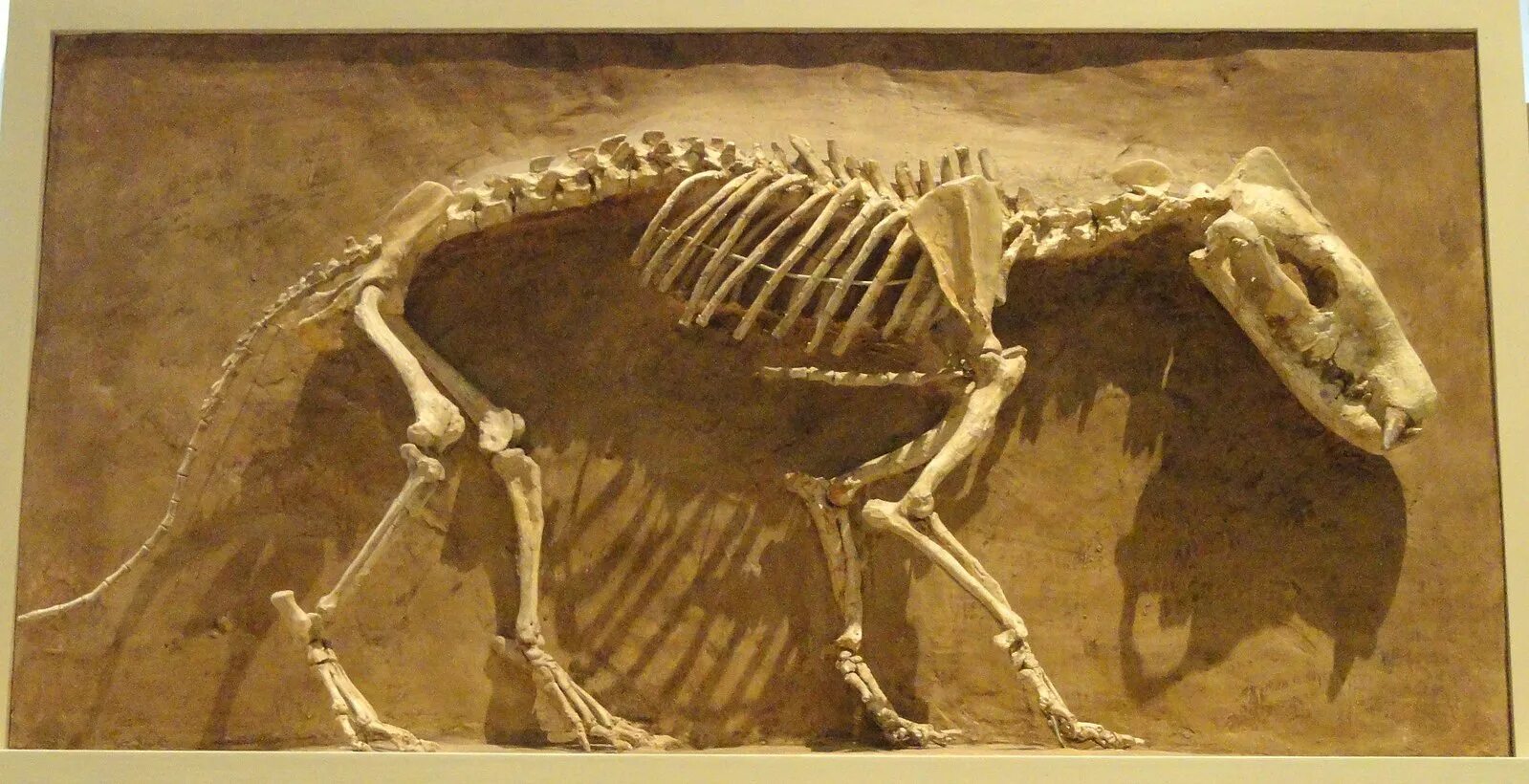 Hyaenodon horridus. Доисторические хищники Гиенодон.