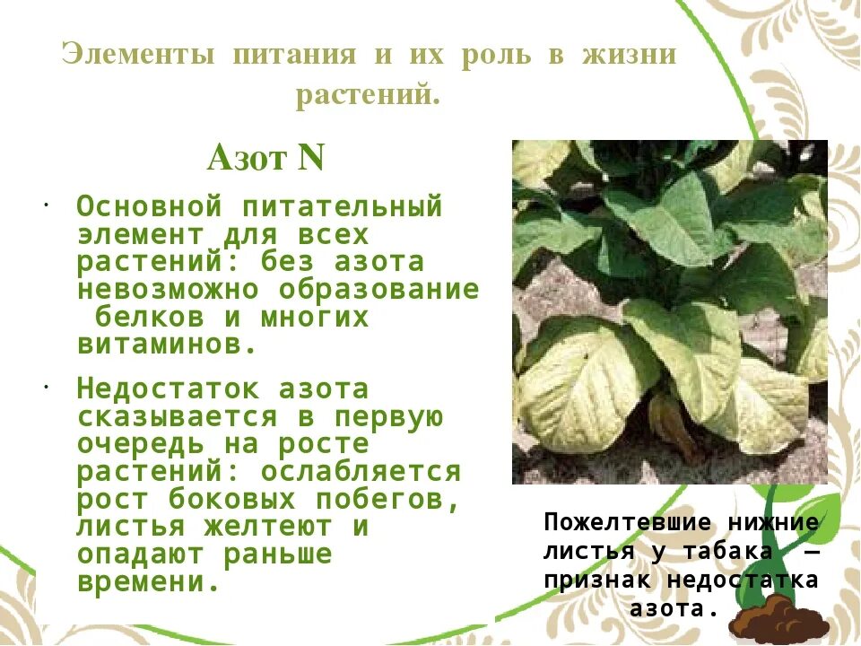 Питание растений азотом. Зачем растениям нужен азот. Роль азота в жизни растений. Азот в почве. Азот для растений.