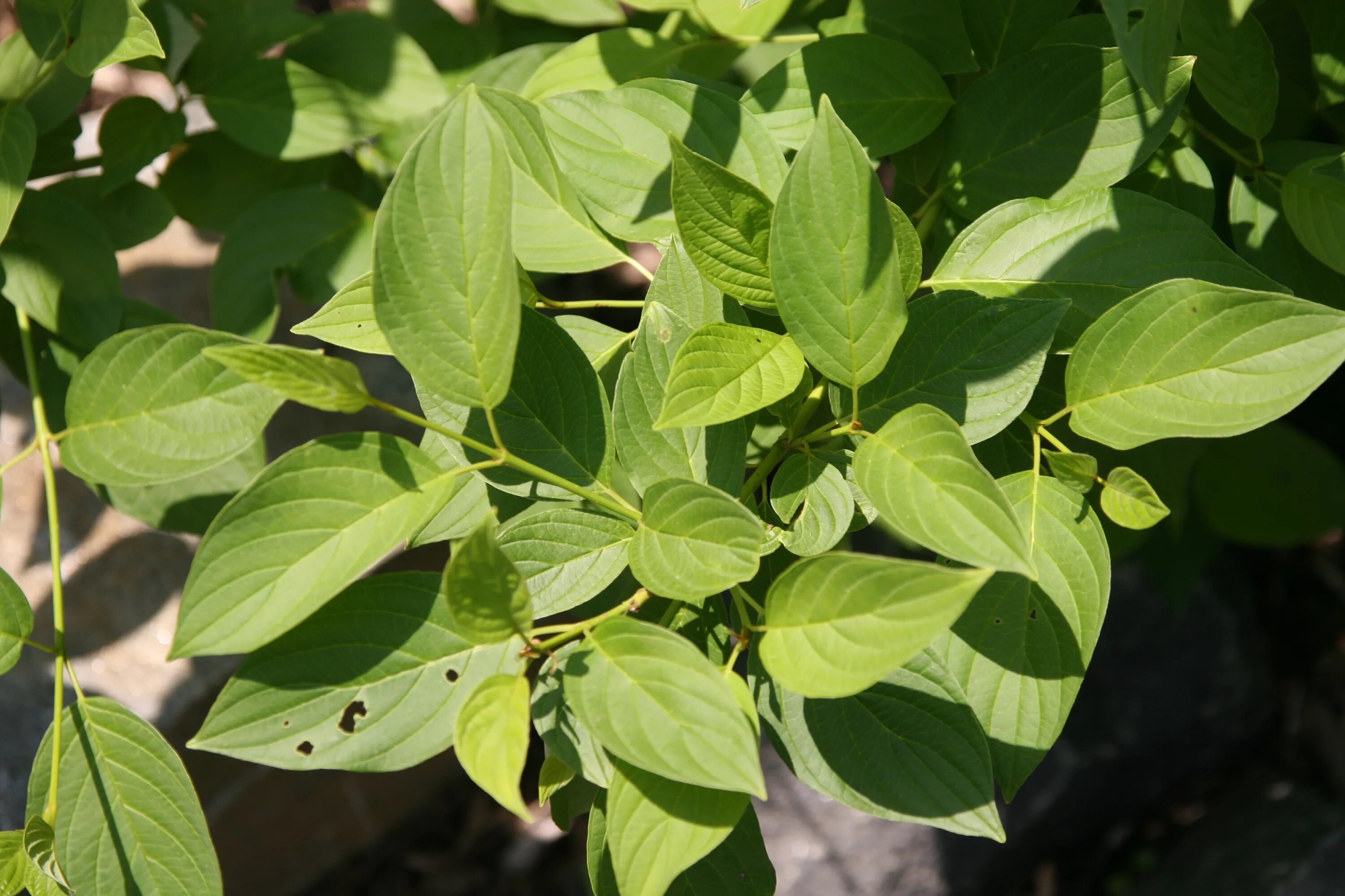 Дерен флавирамеа. Cornus sericea. Дерен отпрысковый (Cornus sericea Flaviramea. Дёрен отпрысковый Flaviramea.