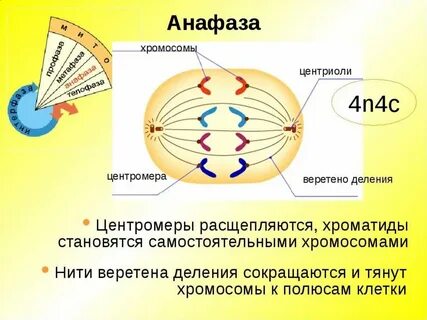 Хромосомный набор в конце анафазы митоза