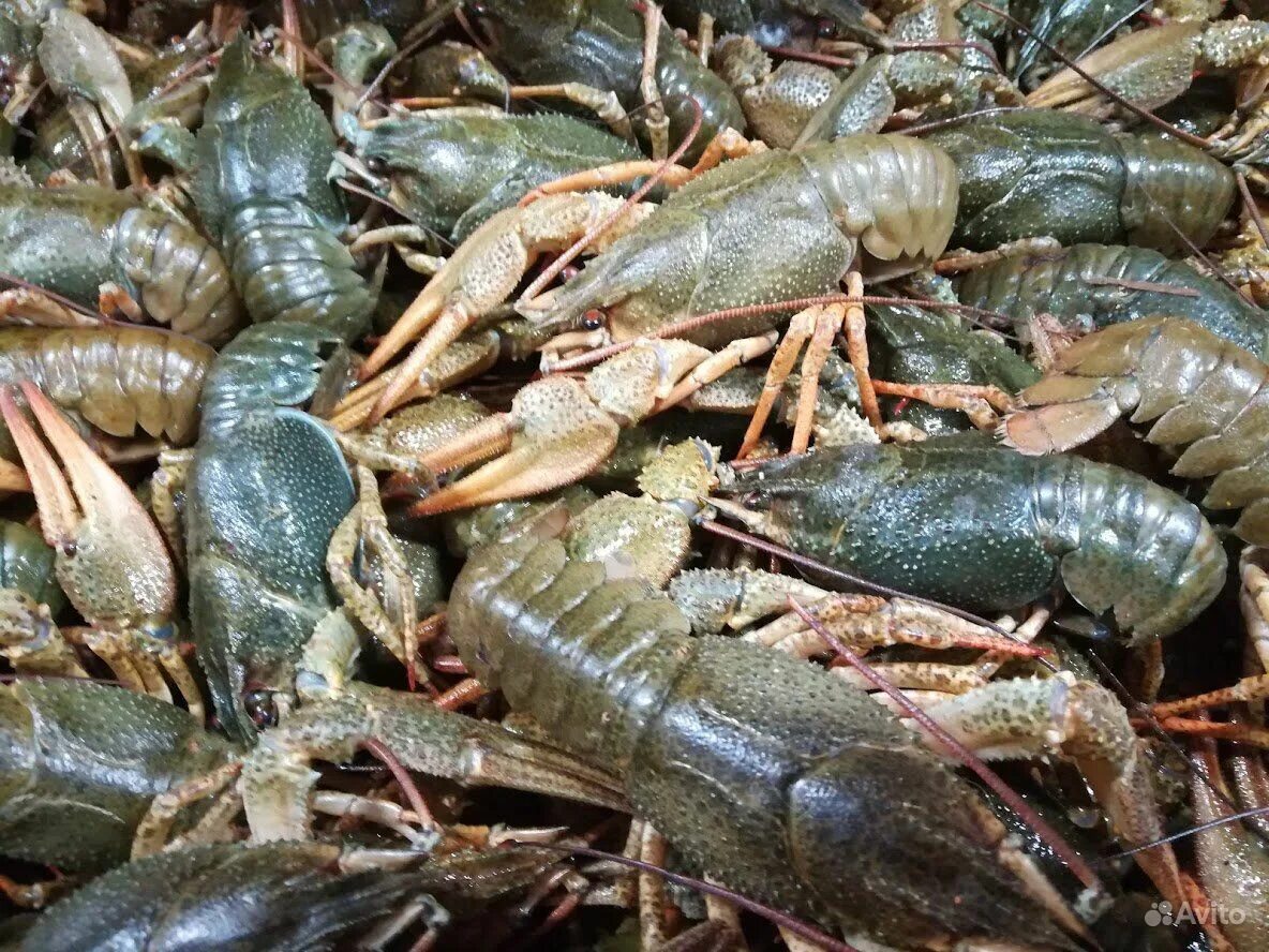 раки 58. стол с креветками и пивом. домашний стол с пивом и рыбой. омар краб лобстер лангуст. стол с креветками и пивом.