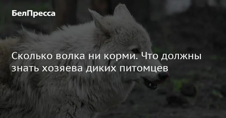 Волков сколько часов. Сколько волка ни корми. Дикий собственник. Й1 сколько волка ни корми он все. Сколько волка не корми все равно.