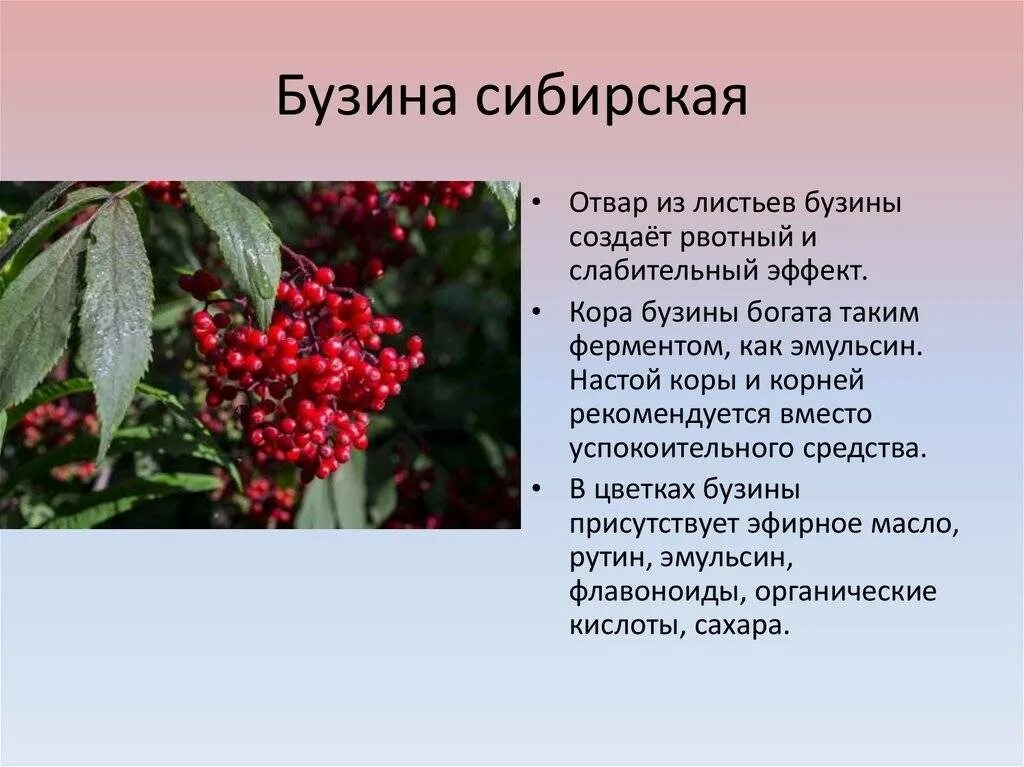 Бузина кустарник описание. Бузина красная фото и описание кустарника. Бузина ядовитая ягода. Бузина кустарник описание. Бузина красная фото и описание кустарника.