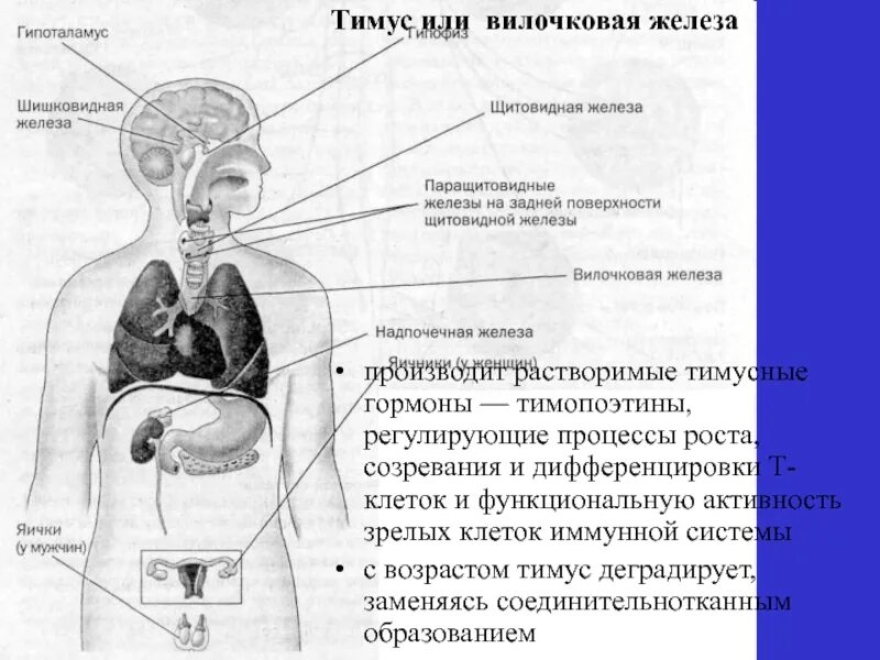 Патология эндокринной системы