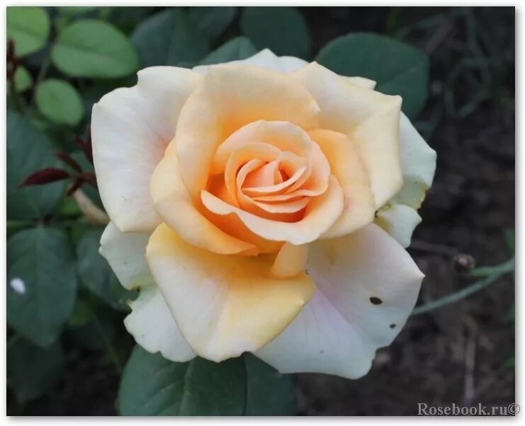 лилейник cardinal's cloak. травянистый гибискус олд йелла. американка роса сандра. пион травянистый черри хилл. розы американской селекции.