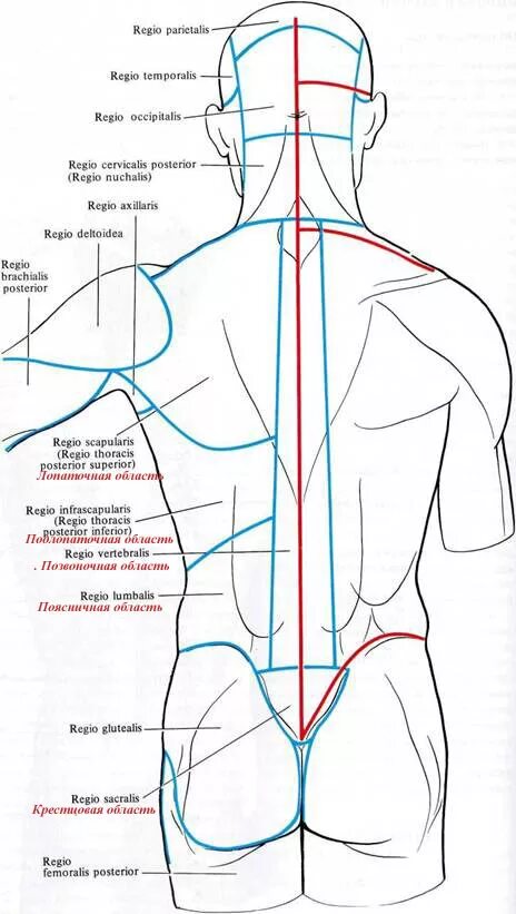 Поясница схема. Линии туловища анатомия. Анатомические зоны туловища. Анатомические области тела человека схема.