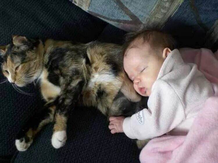 Кот не любит детей. Для детей. Животные. Дети и коты. Кошка для детей. Коты и младенцы.