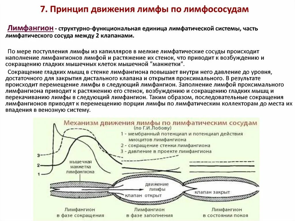 Возврат жидкости в кровеносную систему. Механизм движения лимфы по лимфатическим сосудам. Схема движения лимфы по сосудам. Механизм образования лимфы схема. Причины движения лимфы по лимфатическим сосудам.