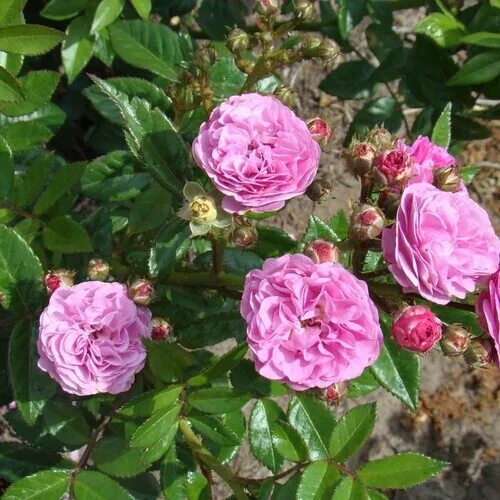 Купить Роза Леди Кэндл / Rose Lady Candle / АРОМАТНАЯ НЕПРЕРЫВНО ЦВЕТУЩАЯ (Японс