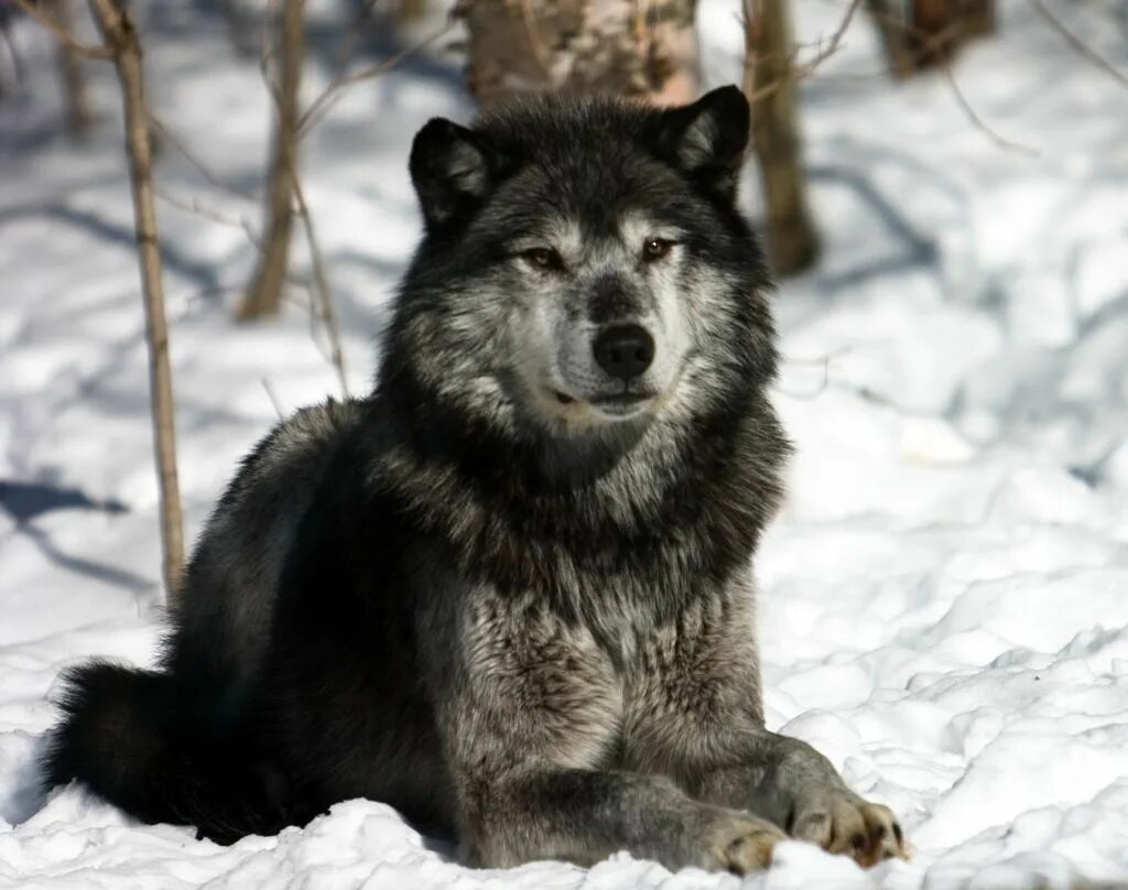 Самой большой волк в мире