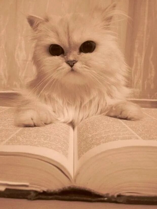 Кот ученый. Кот ученый Мем. Кот ученый в библиотеке. Котик ученый картинка. Кот б ответы