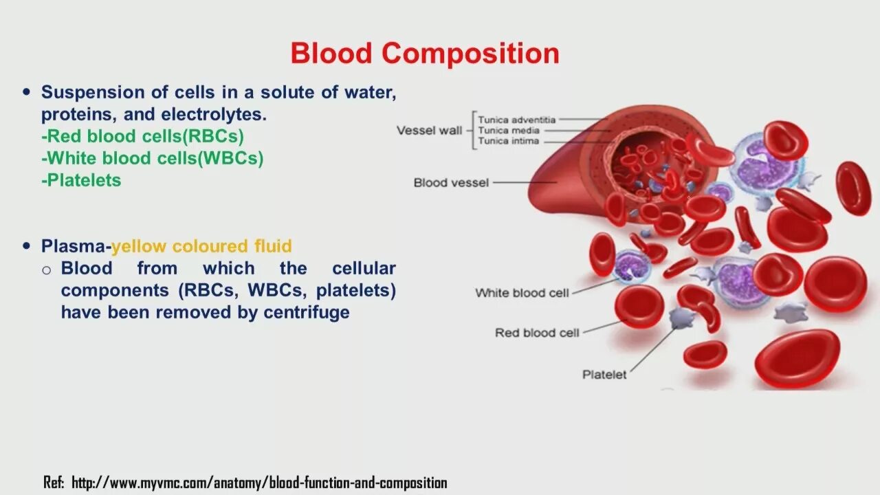 Blood Composition. Blood Composition and function. Blood Plasma. Functions of Blood.