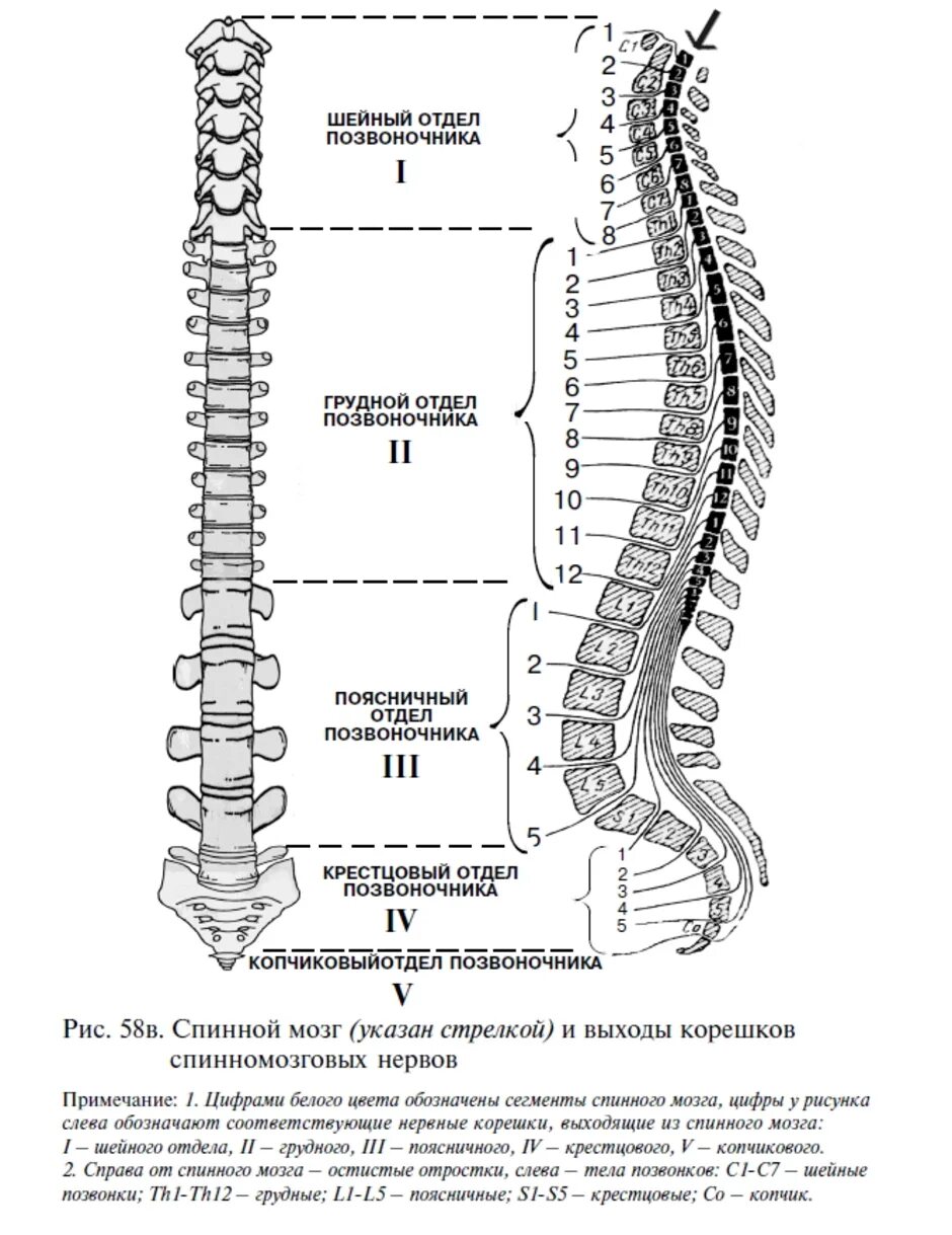Поясница схема. Схема выхода Корешков спинного мозга. Сегменты th1-th12 позвонка. Схема позвоночника l1 l2. Шейный отдел спинного мозга топографическая анатомия.