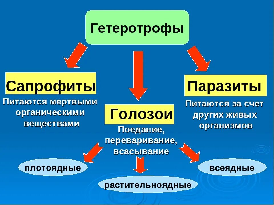 Животные тип питания гетеротрофы