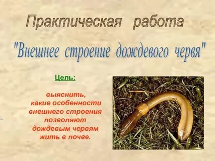Строение дождевых